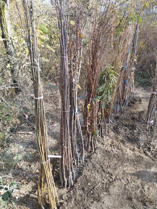 Овощни дръвчета-перфектно качество