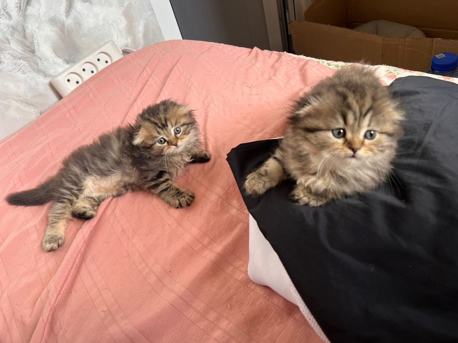 Watlandski heylnd fold