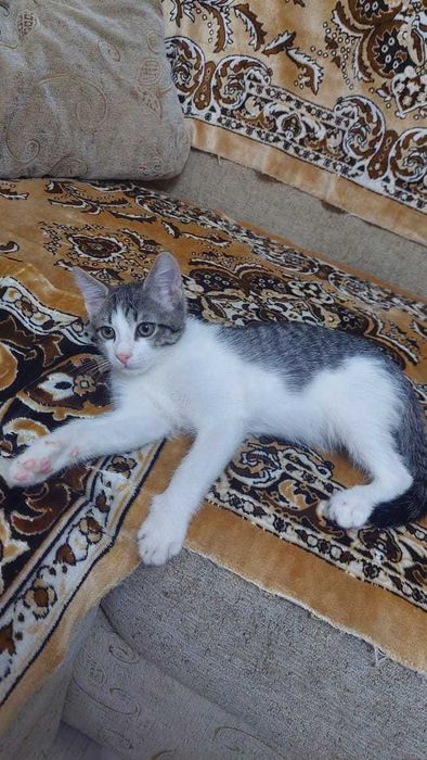 Отдам в добрые руки