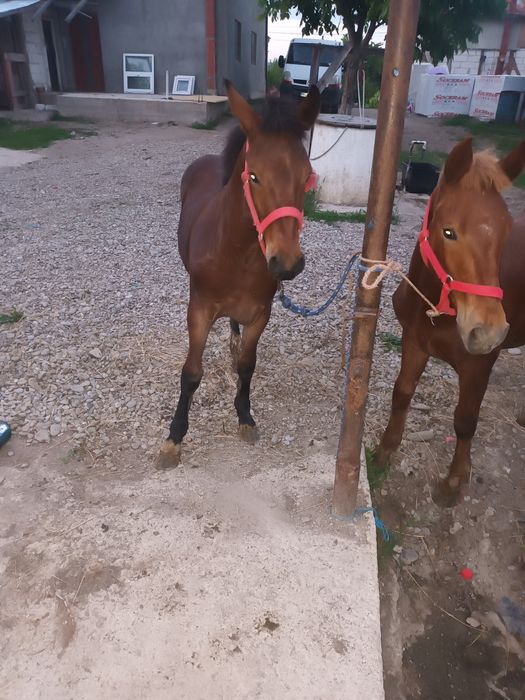Vand 2 manji  de 5 luni  si 6 luni