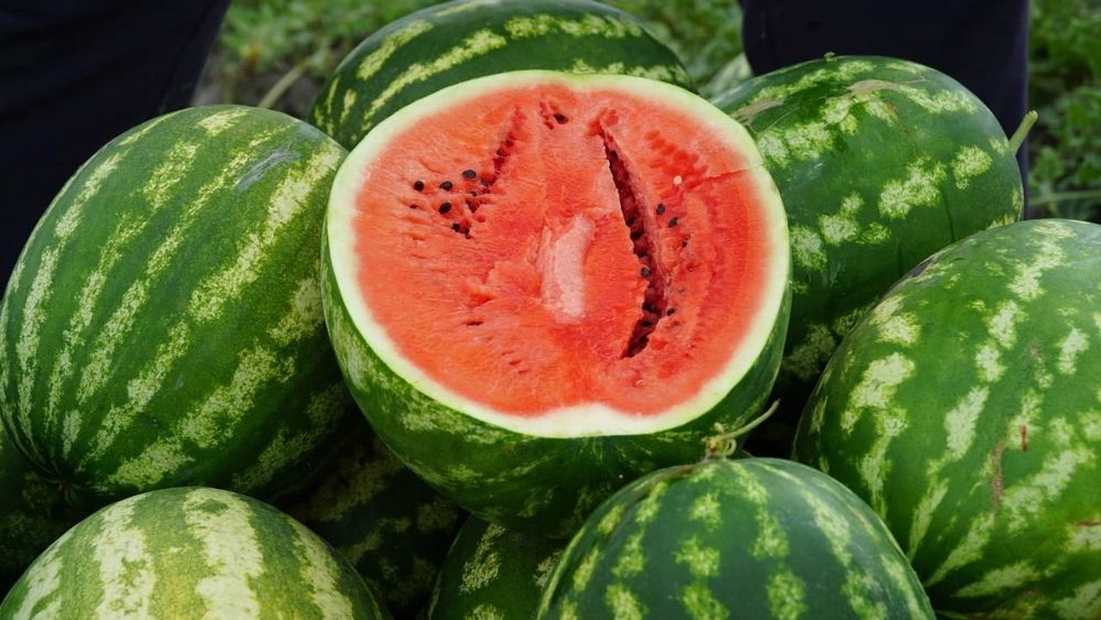 Продам арбуз с поля