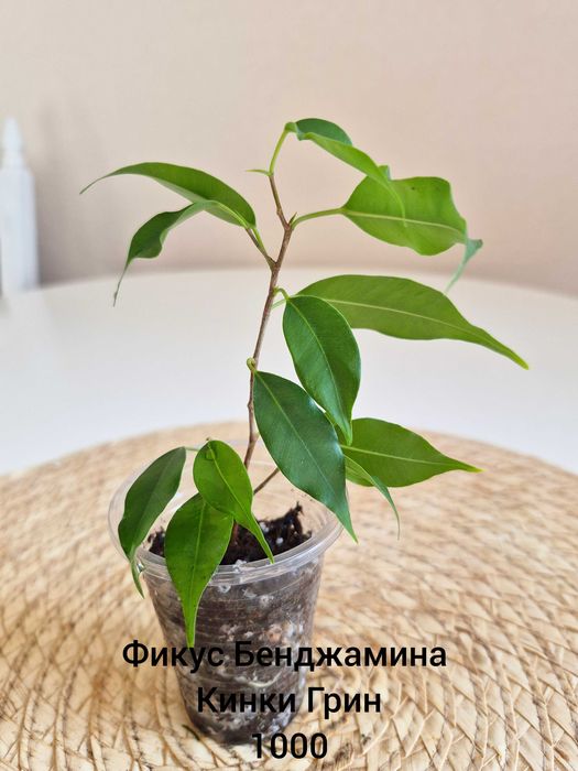 Фикусы Бенджамина Барок Грин и Кинки Грин