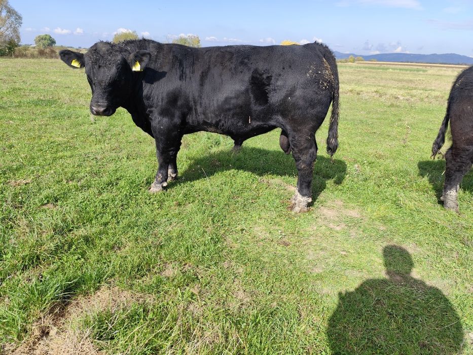 Tauri Aberdeen Angus