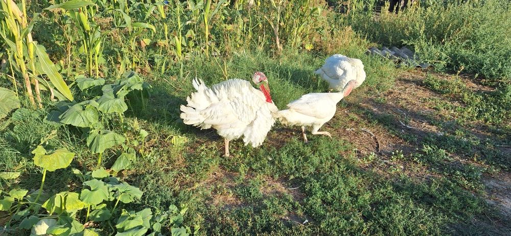 Vând curci albe de la cârcea de anul acesta cu greutatea de 10-12kg