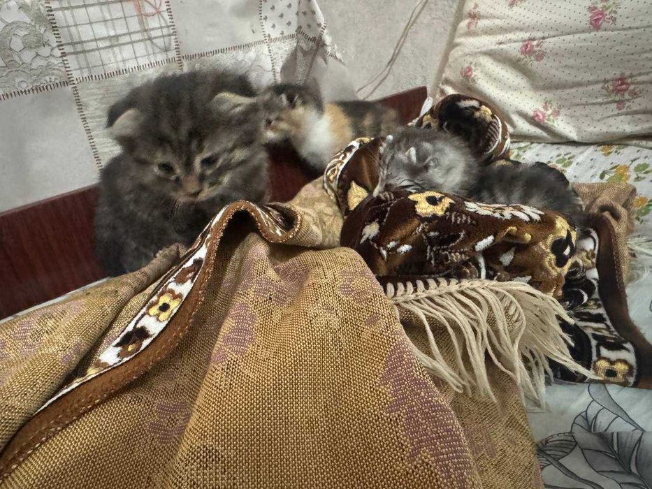 Отдам даром котят, в хорошие руки, вислоухие (британцы)