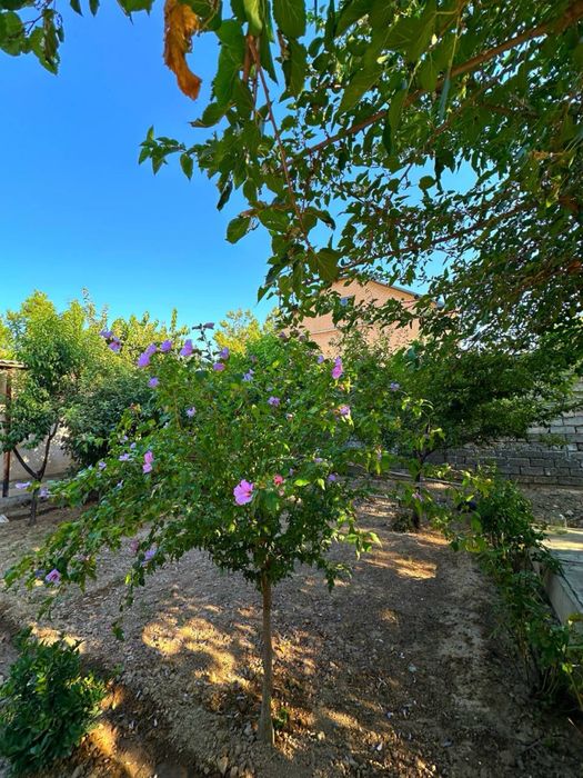 Uy/Uchastka/Hovli/Dom