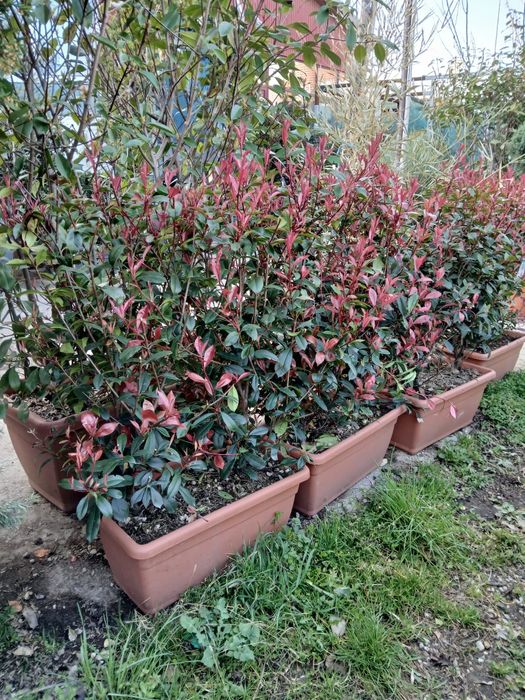 Plante ornamentale