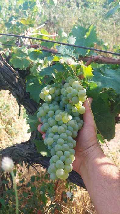 Продавам грозде Совиньон Блан