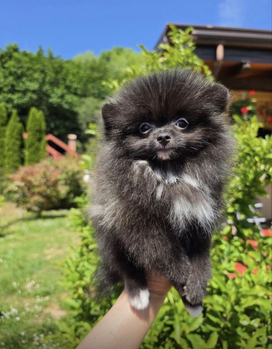 Pomeranian  fetita TOY  cu Pedigree A