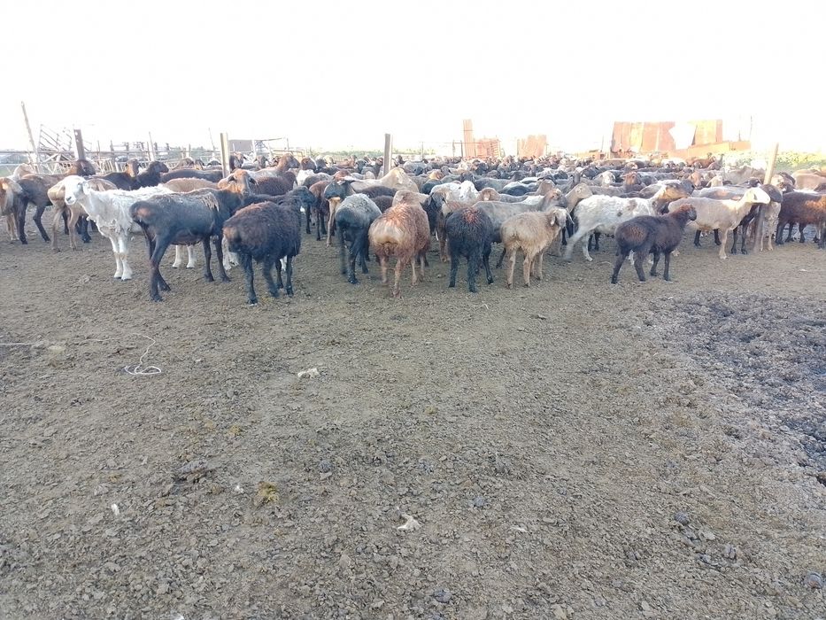 Продам кошкаров едильбайские