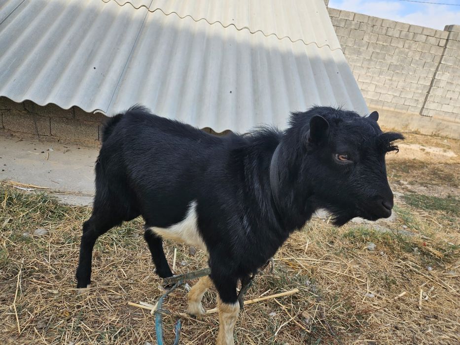 Орыс ешкінің лақтары