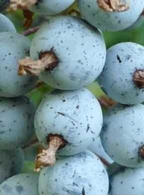 Касис - Френско грозде