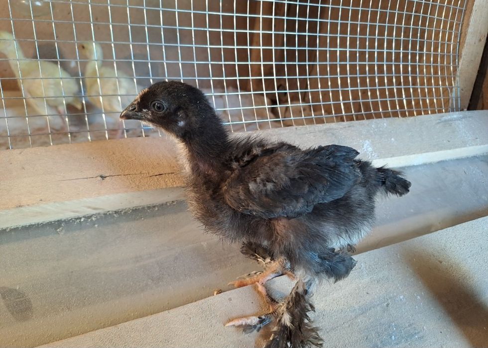 Продаются домашние цыплята