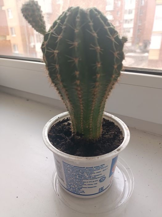 Кактус  эхинопсис