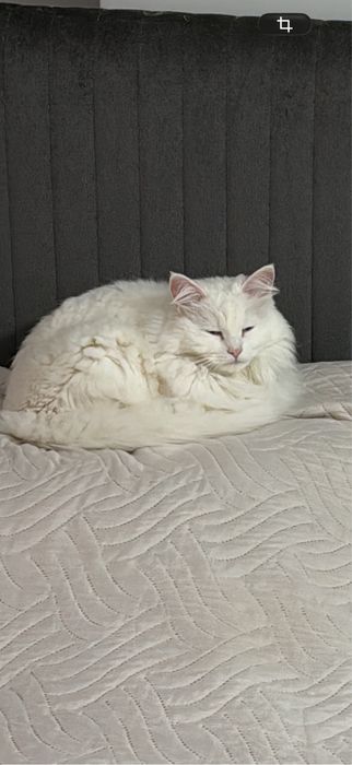 Передержка котов кошек