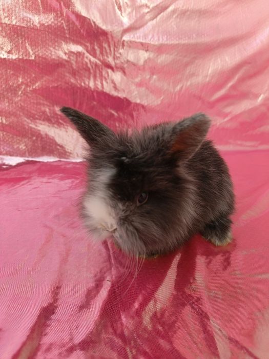 Продаются карликовые крольчата. Karlik quyon bolalari sotiladi