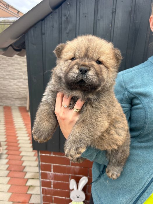Chow chow cățel