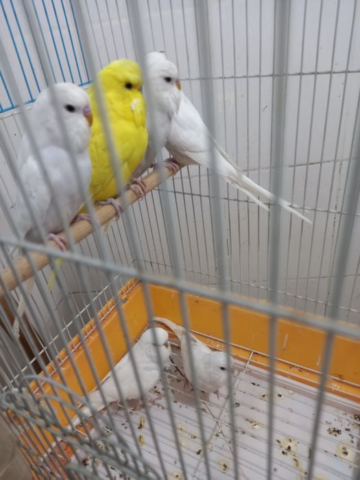 Андулки попугаи птицы