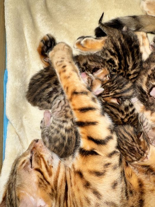 Продам котят бенгала