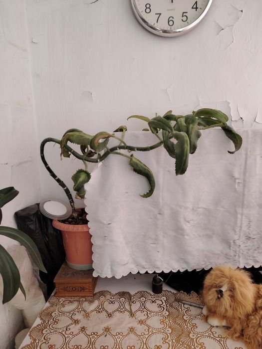 Продаются комнатные цветы