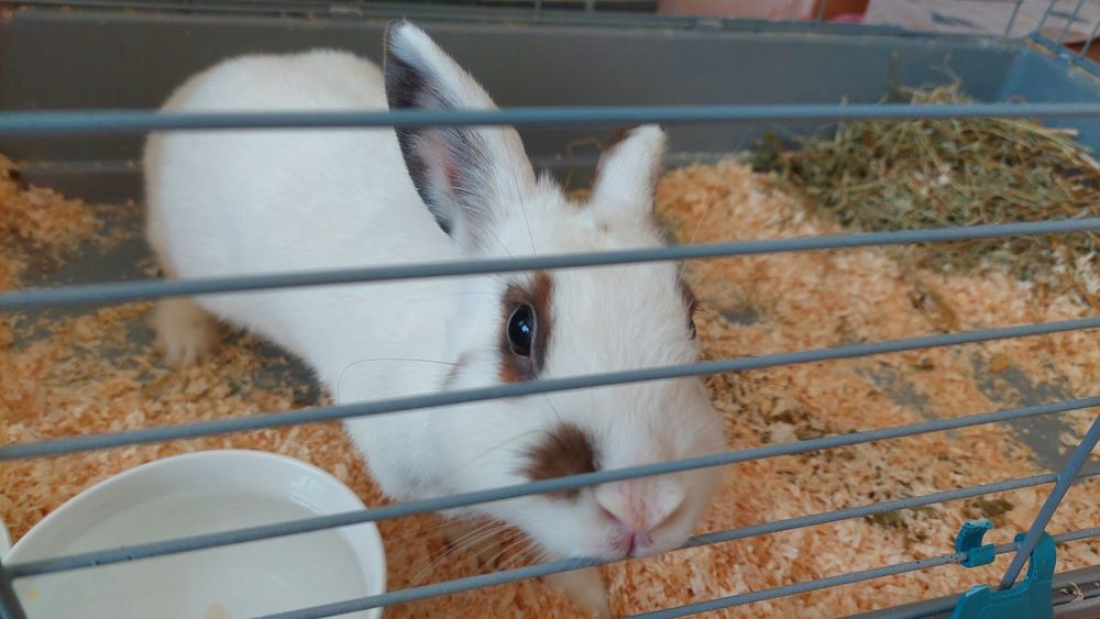 Кролик с клеткой