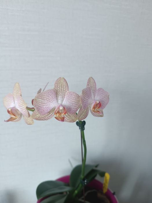 Орхидея фаленопсис сорт Ровелло.