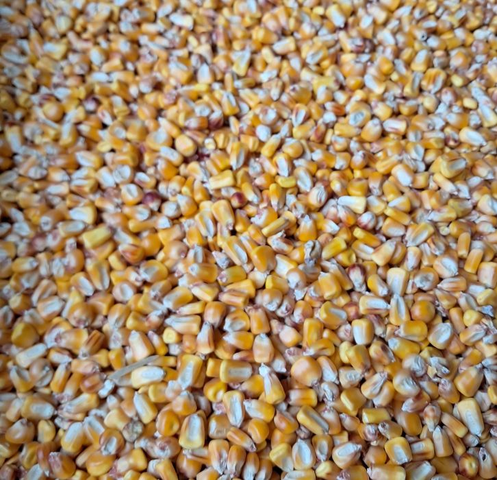 Vând porumb protecție 2025