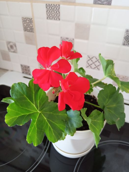 Продам королевскую герань