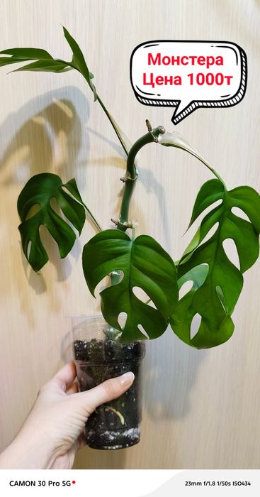 Продам комнатные цветы!