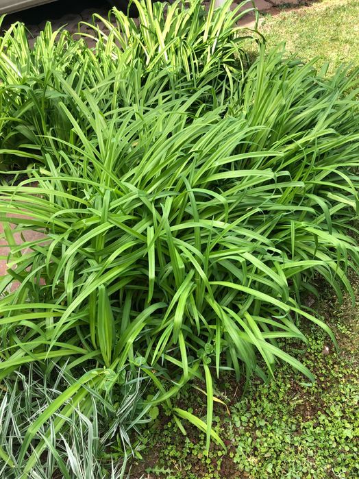 каланхое Маргарита здравец ирис и други