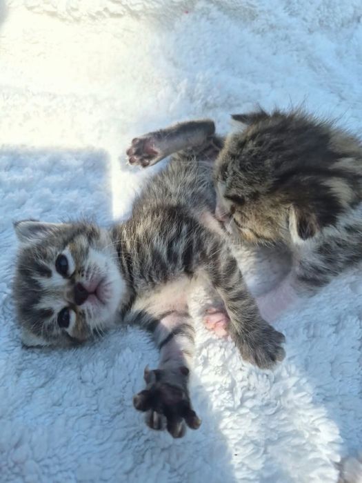 Котята в добрые руки. Срочно!