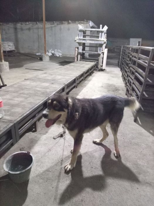 Alabay 1 Yarm yow 200$