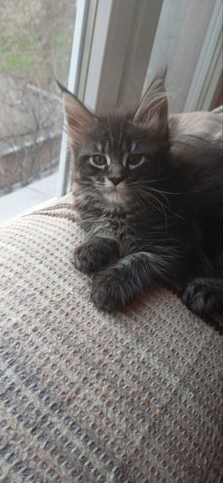 Чистокръвни мейн кун котета 2025