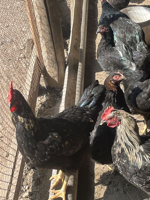 Qora tovuq uyda boqilgan