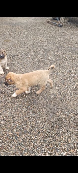 Продам щенков САО Алабая