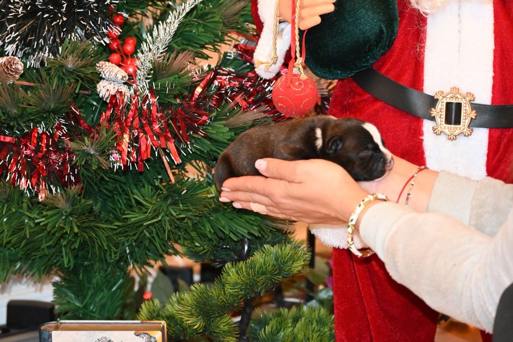 Mascul Staffordshire Bull Terrier