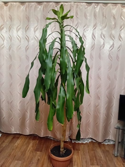 Срочно Продам пальму  Юку, 18 лет!!!