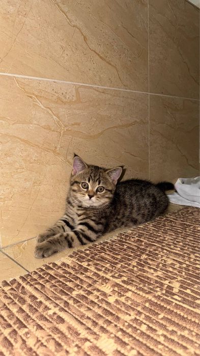 Mushikchalar/Котята sotiladi onasi ham 100$ hamasi