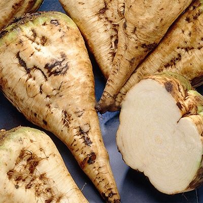 Корнеплоды сахарной свеклы