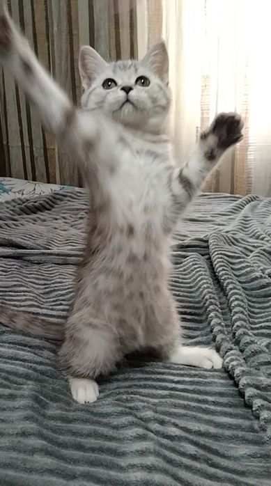 Скоттиш страйт. Девочка.