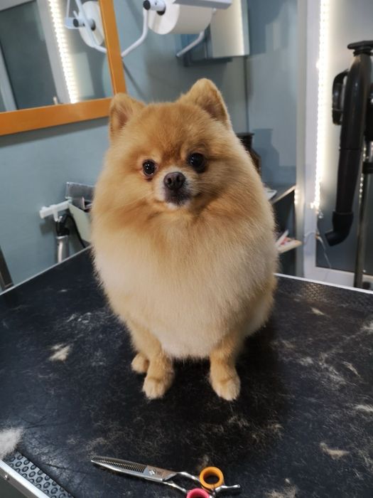 ГРУМИНГ собак и кошек