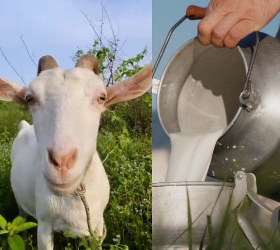 ПРОДАВАМ Прясно Козе Мляко и Сирене!