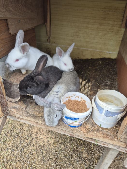 Кролики евро калиф