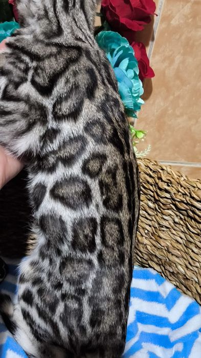 Бенгальский  СЕРЕБРЯНЫЙ мальчик