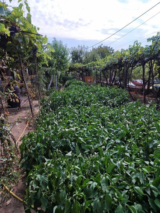 Продава се Къща в с. Пелишат, Област Плевен - 80 кв.м за 241 €/кв.м - Снимка #11