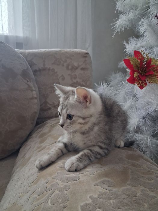 Котенок мальчик 6 мес