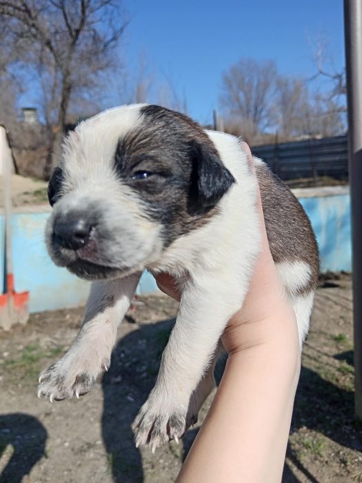 Щенки спаниель и лайка
