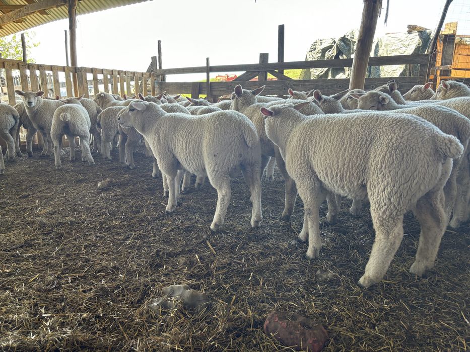 Berbeci TEXEL