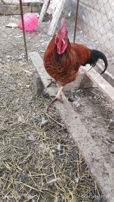 Қораздар, петухи