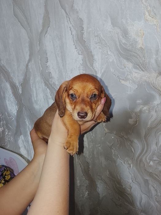 Продам щенков таксы